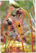 Drosera longifolia