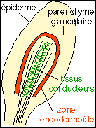 sch&eacute;ma, t&ecirc;te d'un poil.
