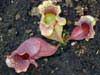 sarracenia