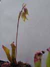 heliamphora