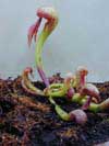 darlingtonia