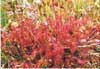 drosera