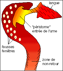 Sch&eacute;ma Urne de Darlingtonia