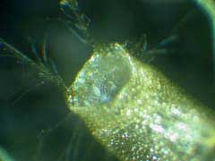 Utricule