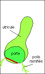 Schéma, urne