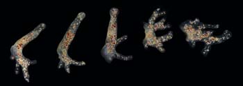 Amoeba Proteus01