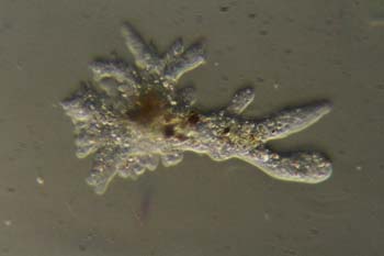 Amoeba proteus-01