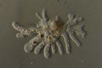 Amoeba proteus-02