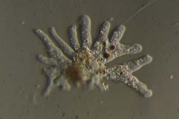 Amoeba proteus-03
