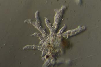 Amoeba proteus-05