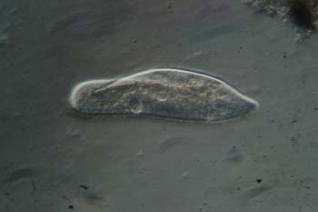 Paramecium caudatum-05