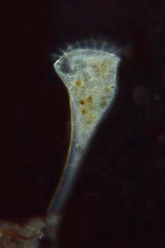 Stentor coeruleus-01