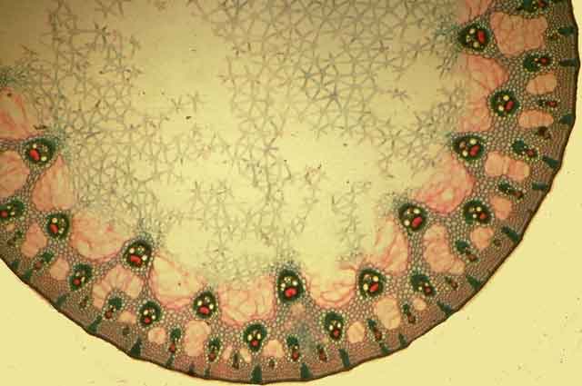 Coupe transversale d'une tige de jonc