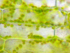 Cellules chlorophylliennes d'élodée