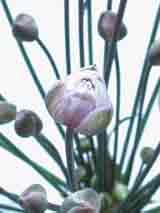 Fleur de butonus