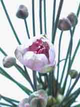 butomaceae