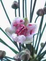 butonus ouvert