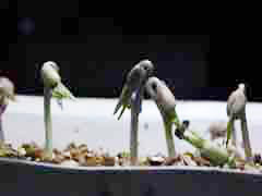 vigna radiata