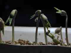 germination de soja vert