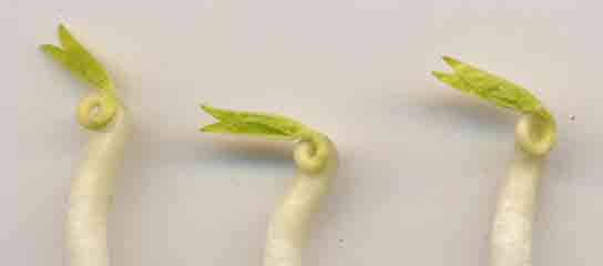 plantules de soja