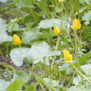 Feuille d'oxalis repliée