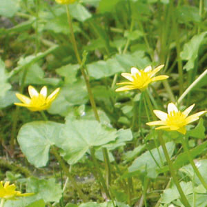 Feuille d'oxalis étalée
