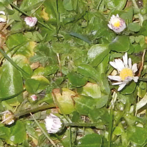 Feuille d'oxalis repliée