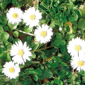 Feuille d'oxalis étalée