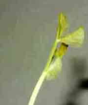 pisum sativum