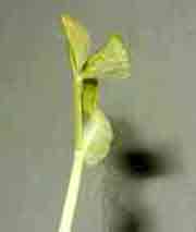 pisum sativum