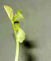 pisum sativum