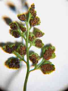 fronde d'asplenium