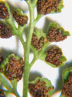 fronde d'asplenium