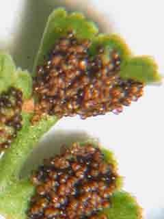 fronde d'asplenium
