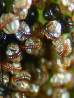 sporanges d'asplenium