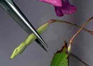 fruit de balsamine