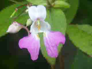 fleur de balsamine