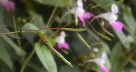 fleurs de balsamine