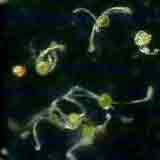 spores d'equisetum