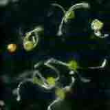 spores de prêle