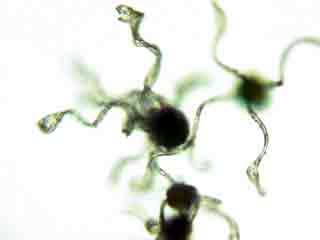spores de prêle