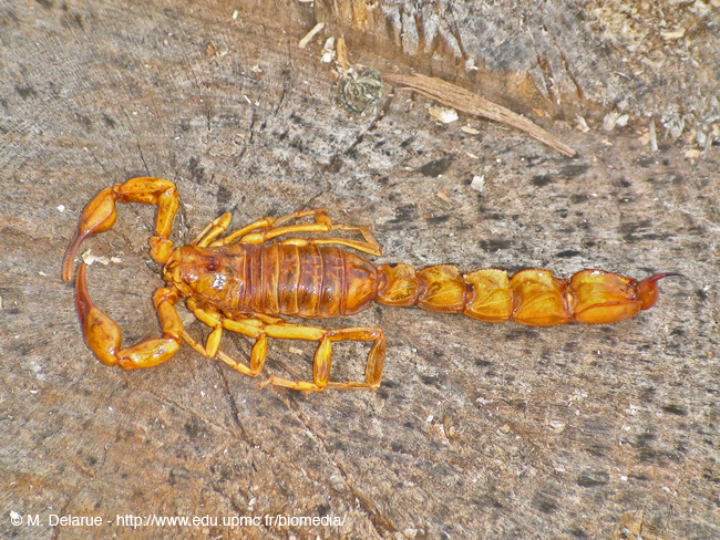 Androctonus_australis01