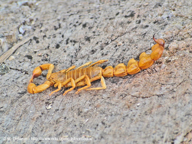 Androctonus_australis02