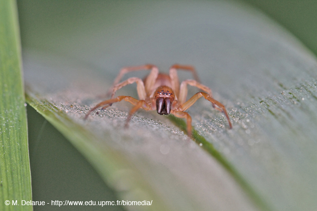 Drassodes_lapidosus-02