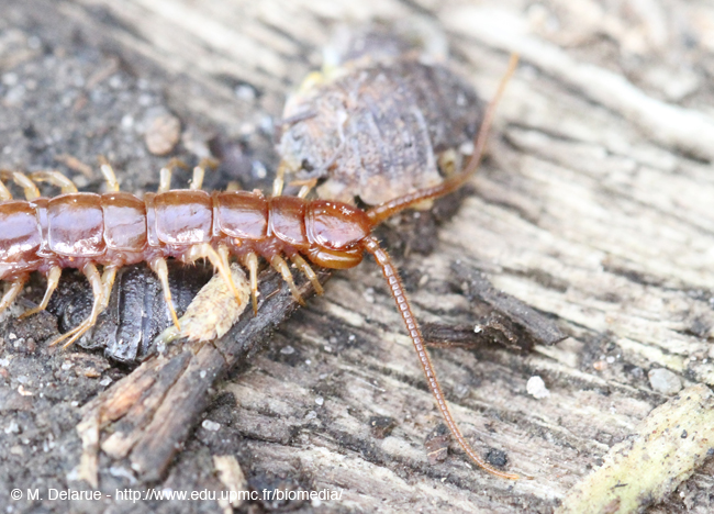 Lithobius_forficatus-02