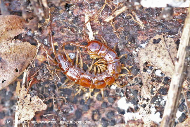 Lithobius_forficatus-05