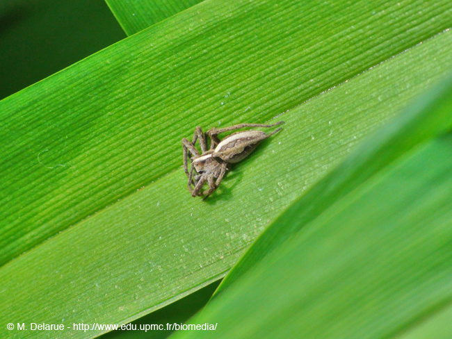 Pisaura_mirabilis-01