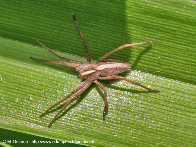 Pisaura_mirabilis-09