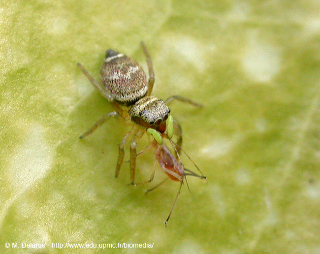 Salticus_sp-01
