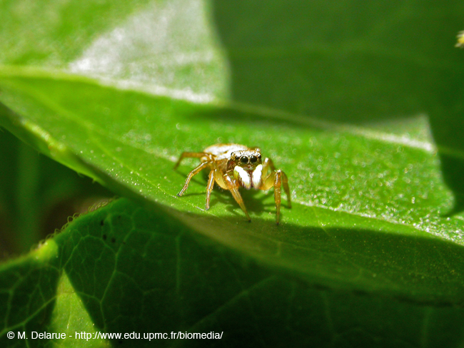 Salticus_sp-03
